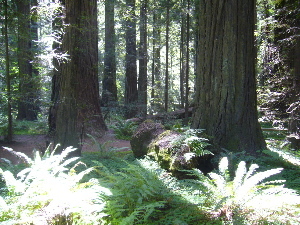 redwoods.JPG.jpg