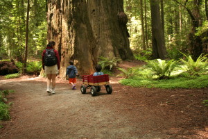 Redwoods0001