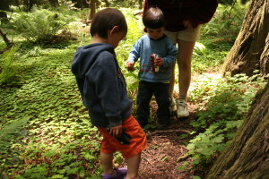 Redwoods0002