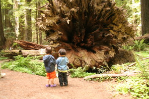 Redwoods0003