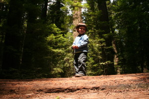 Redwoods0004
