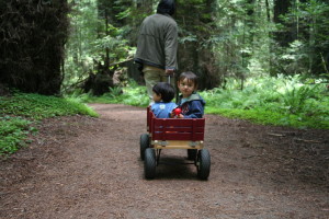 Redwoods0005