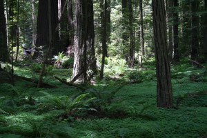 Redwoods0006